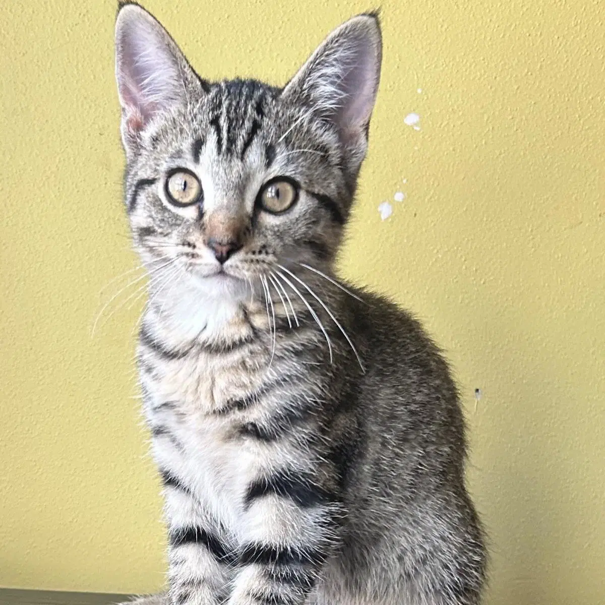 Honey Bee - Domestic Short Hair