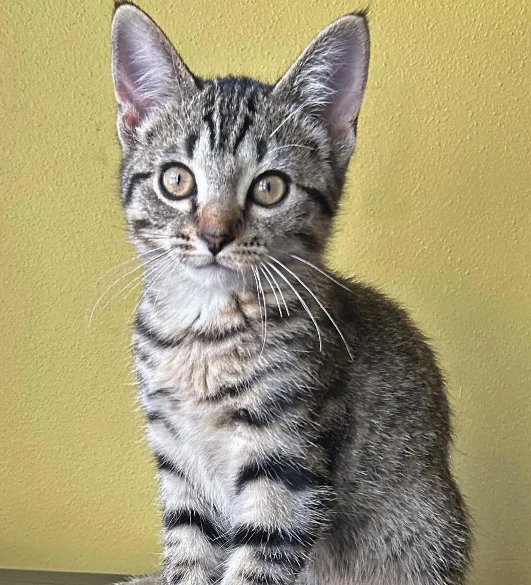 Honey Bee - Domestic Short Hair
