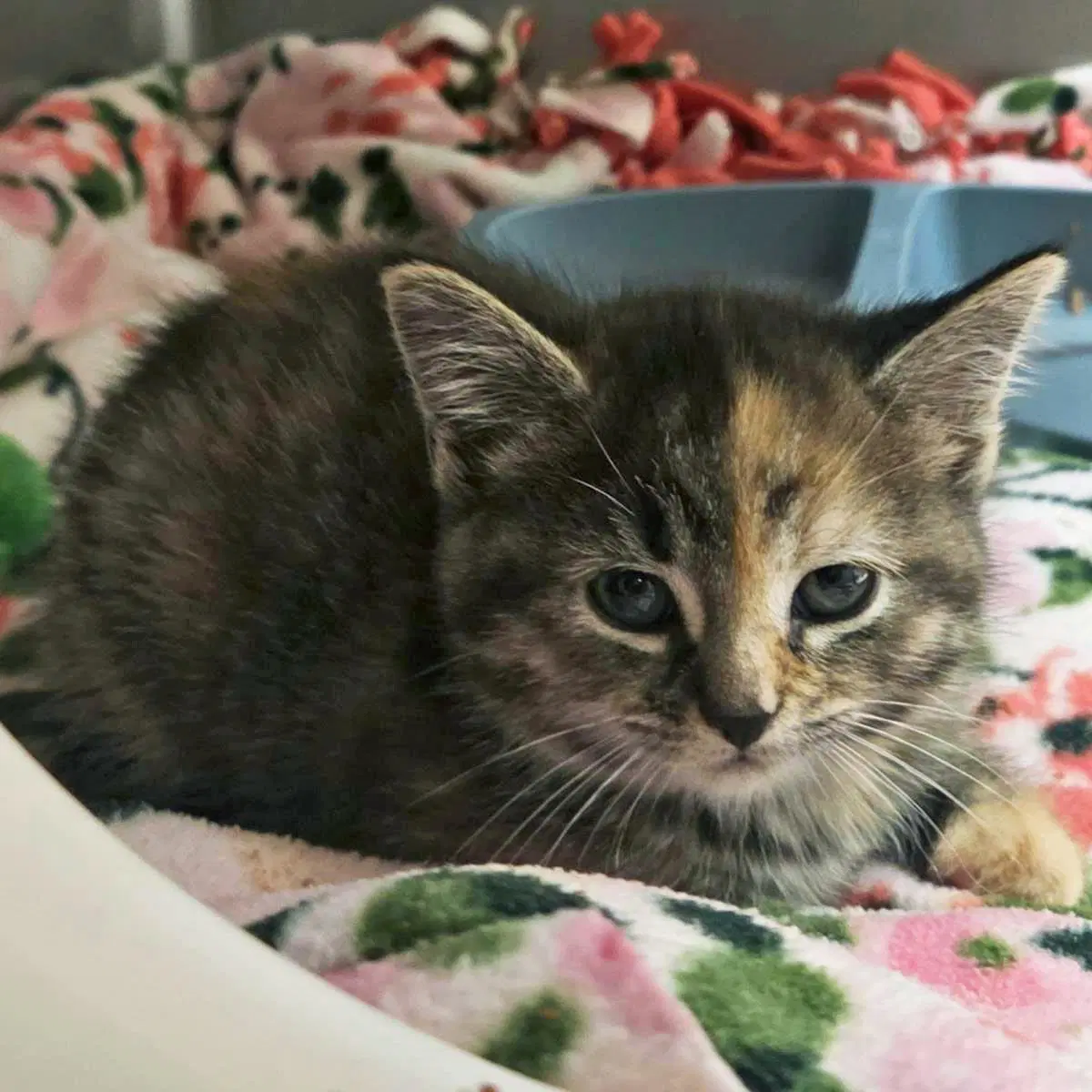 Fun Dip - Domestic Short Hair