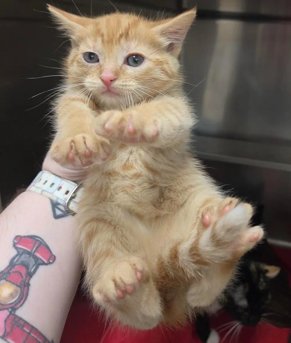 Gobstopper - Domestic Short Hair