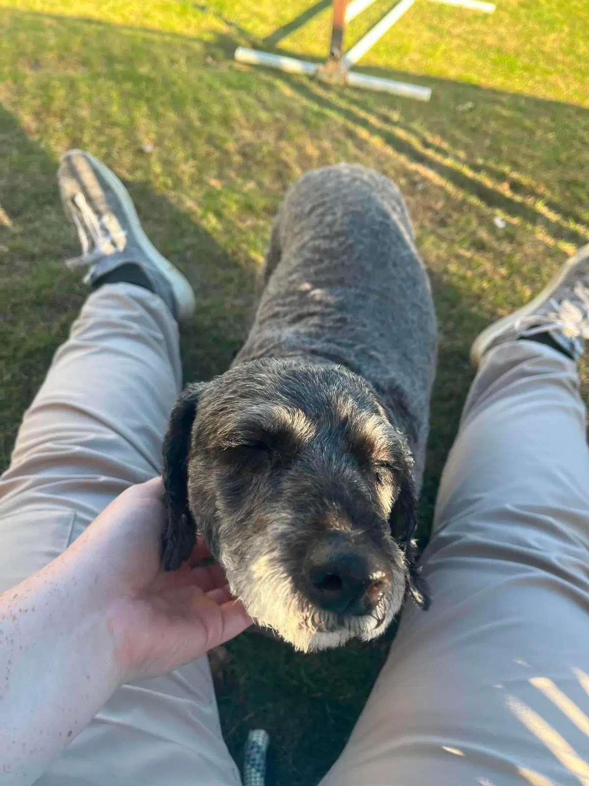 Pepper - Poodle (Miniature)