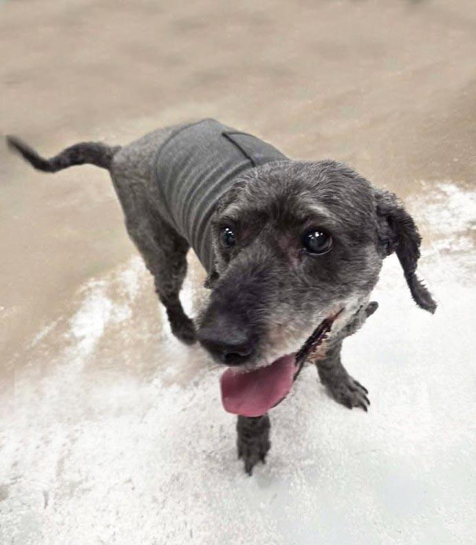 Pepper, photo 2