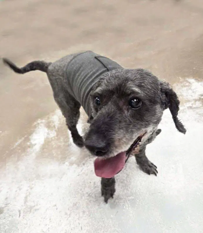 Pepper image 2