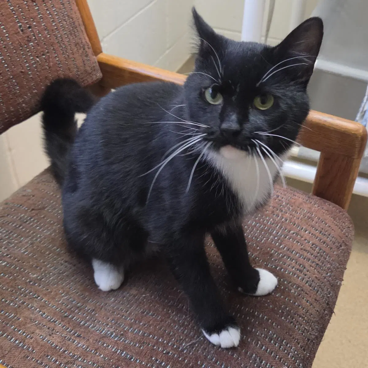 Marv - Domestic Short Hair