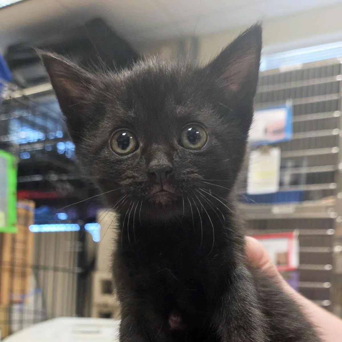 Quilling - Domestic Short Hair