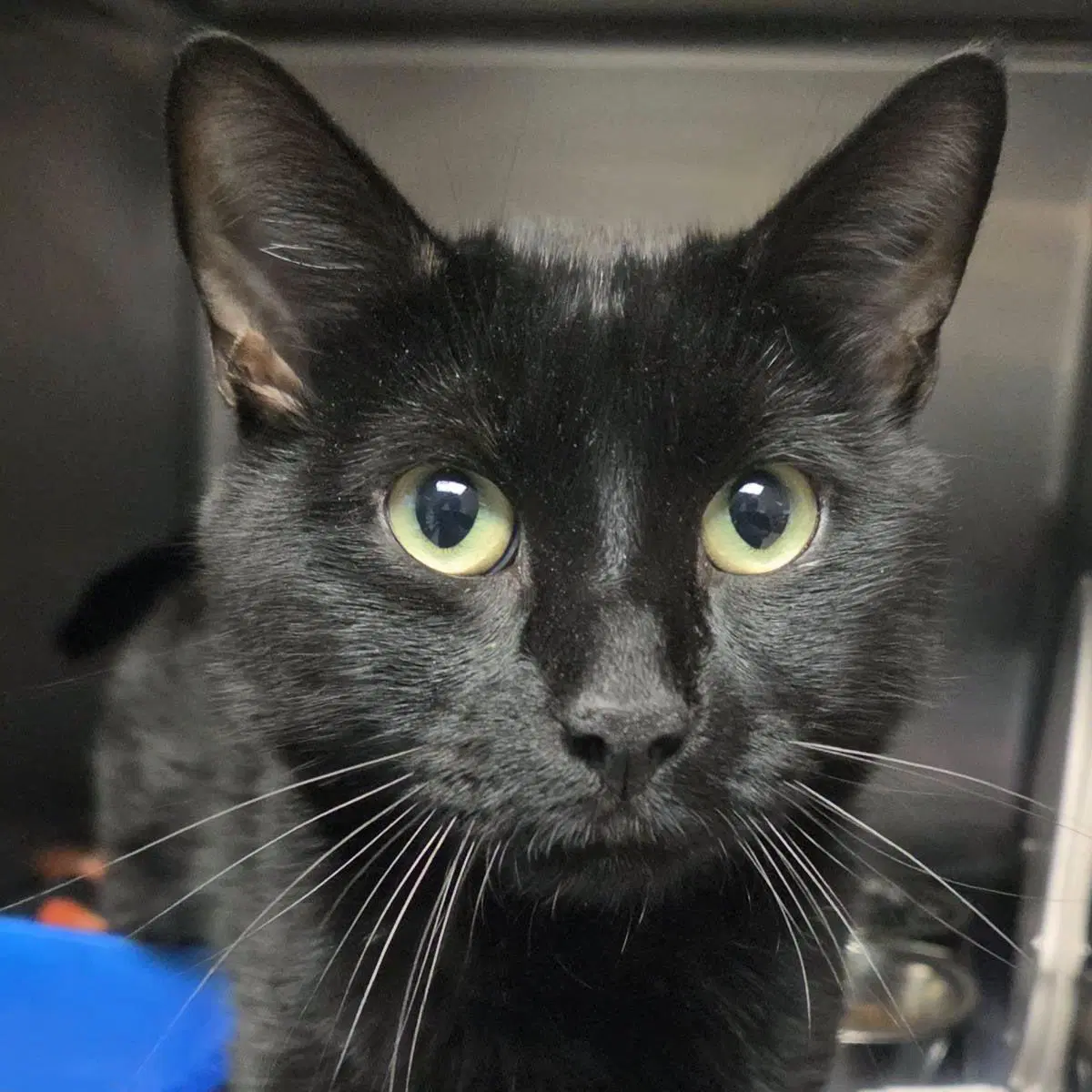 Big Dipper - Domestic Short Hair