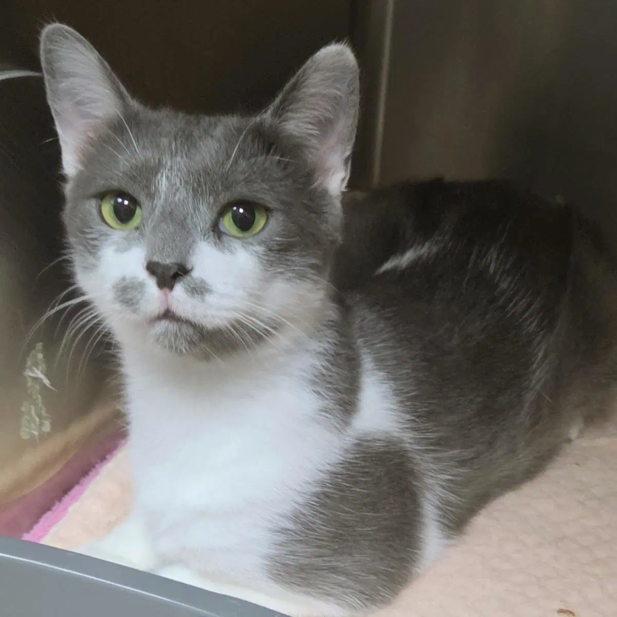 Fran - Domestic Short Hair