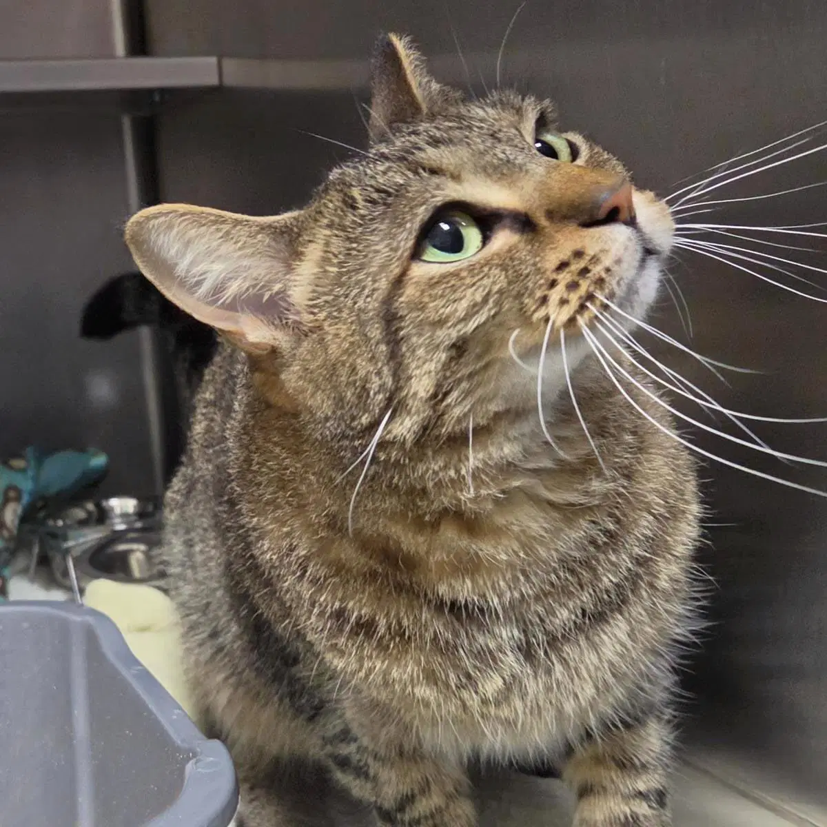 Girly - Domestic Short Hair