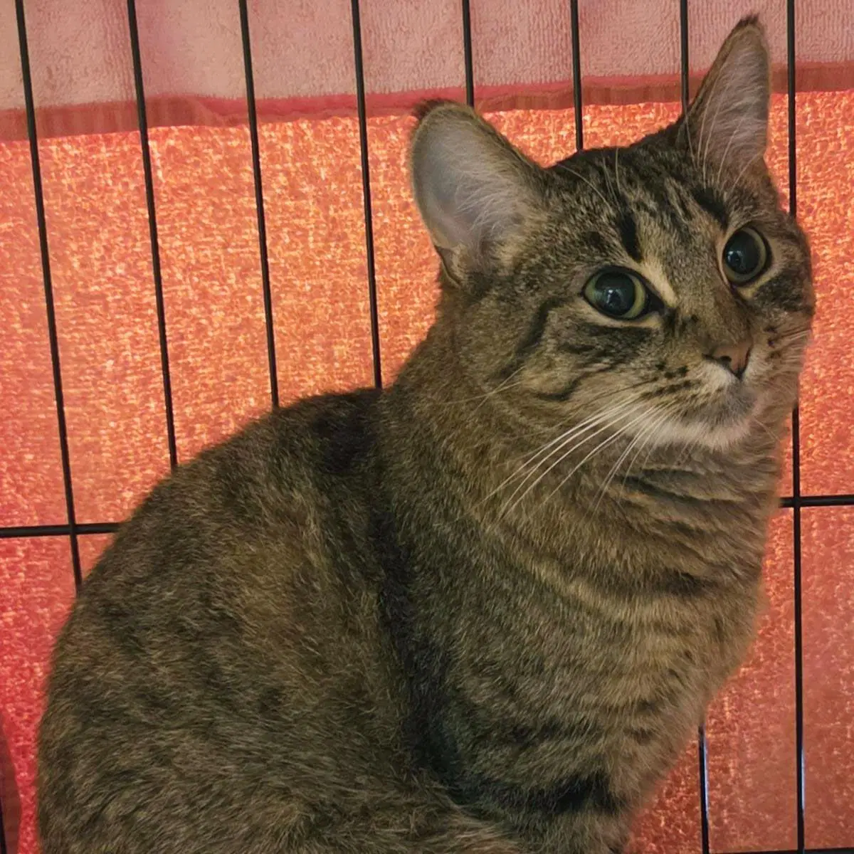 Callie - Domestic Short Hair