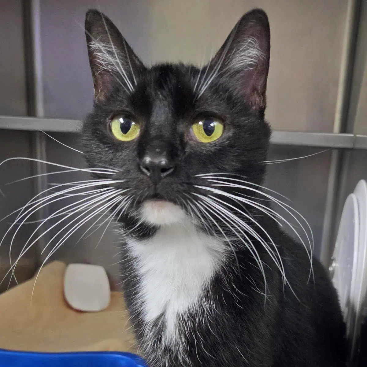 Koji - Domestic Short Hair