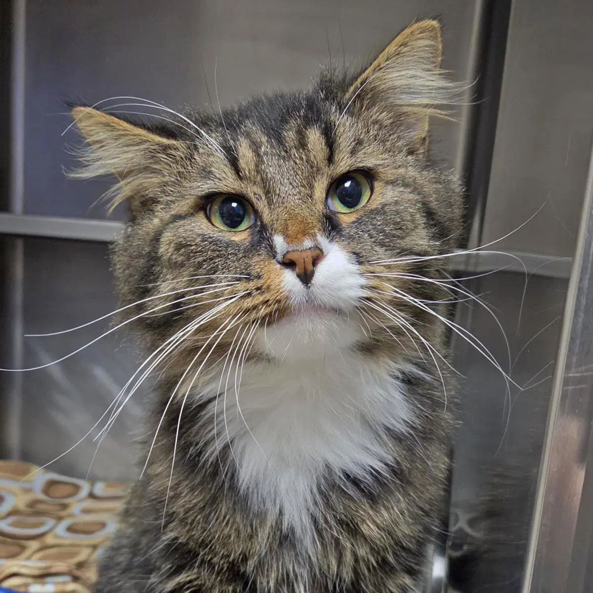 Cherub - Domestic Medium Hair