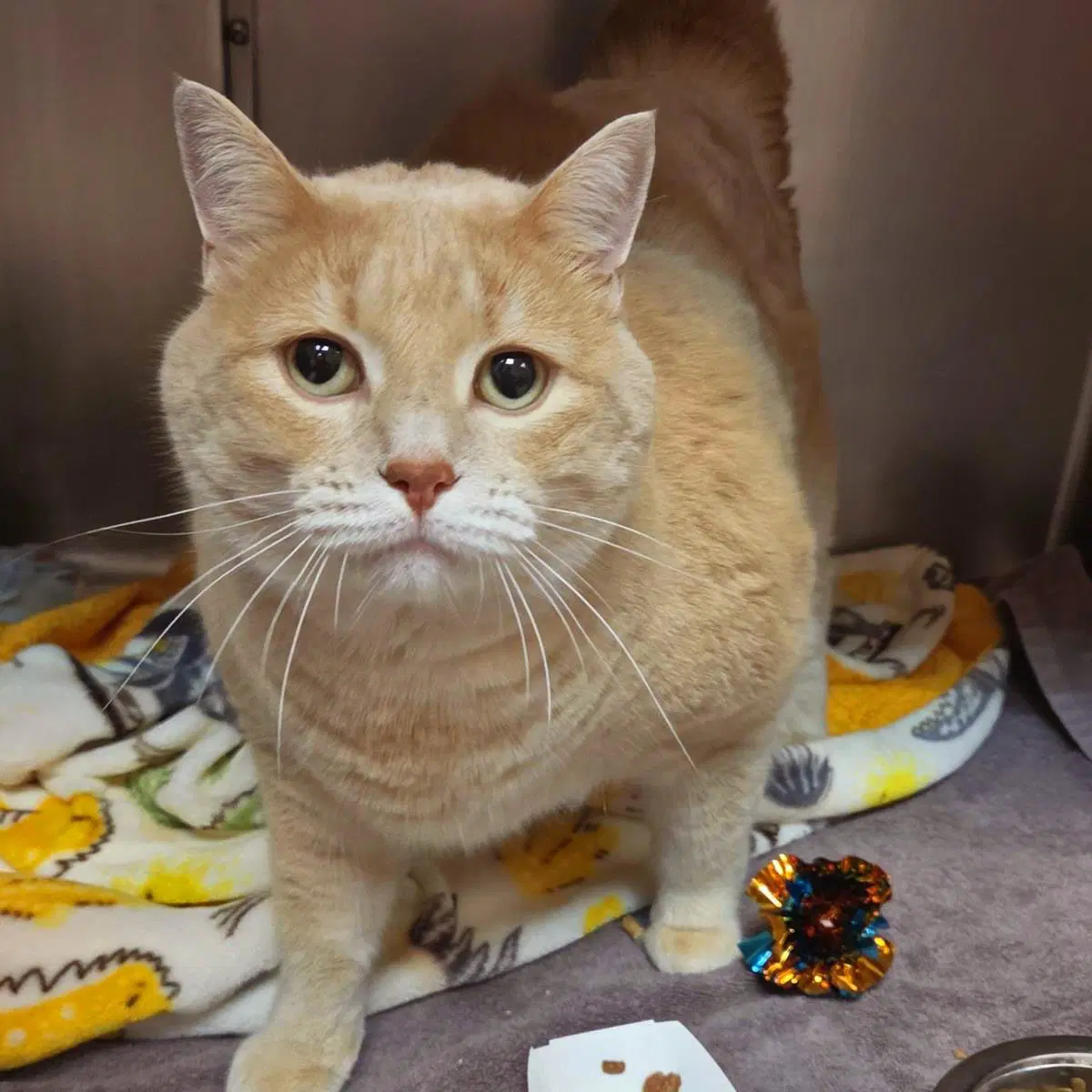 Billy - Domestic Short Hair