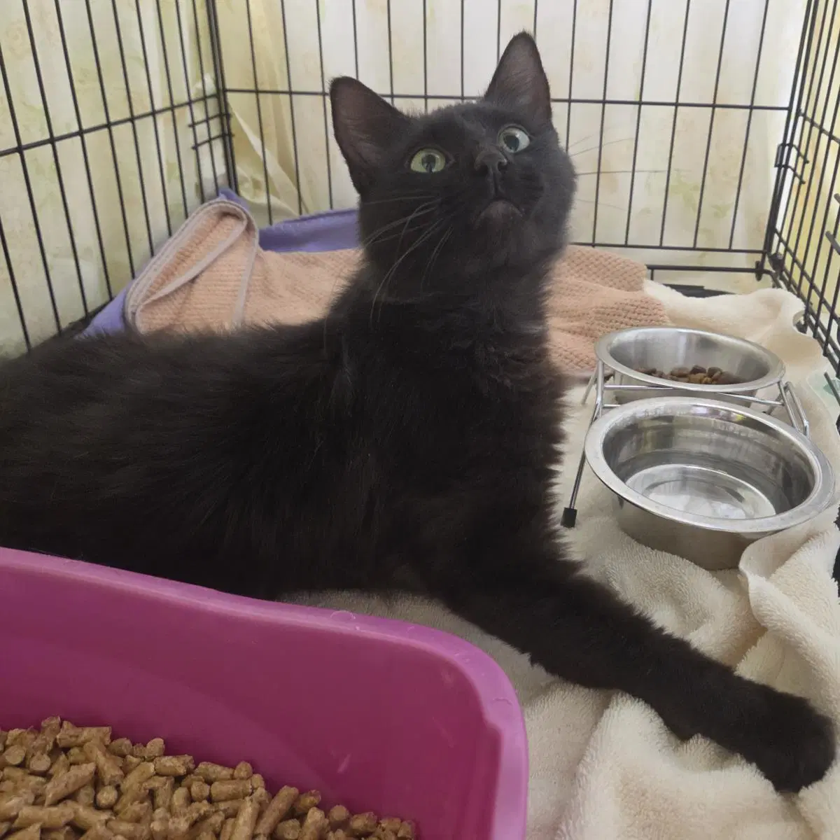 Halloweeny - Domestic Medium Hair