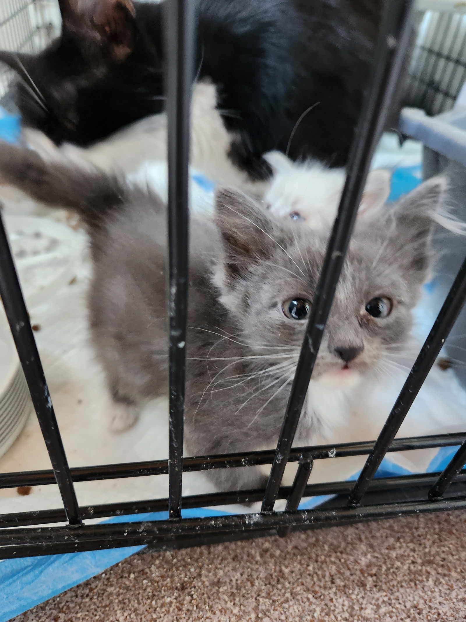 adoptable Cat in Greeley, CO named Speckles