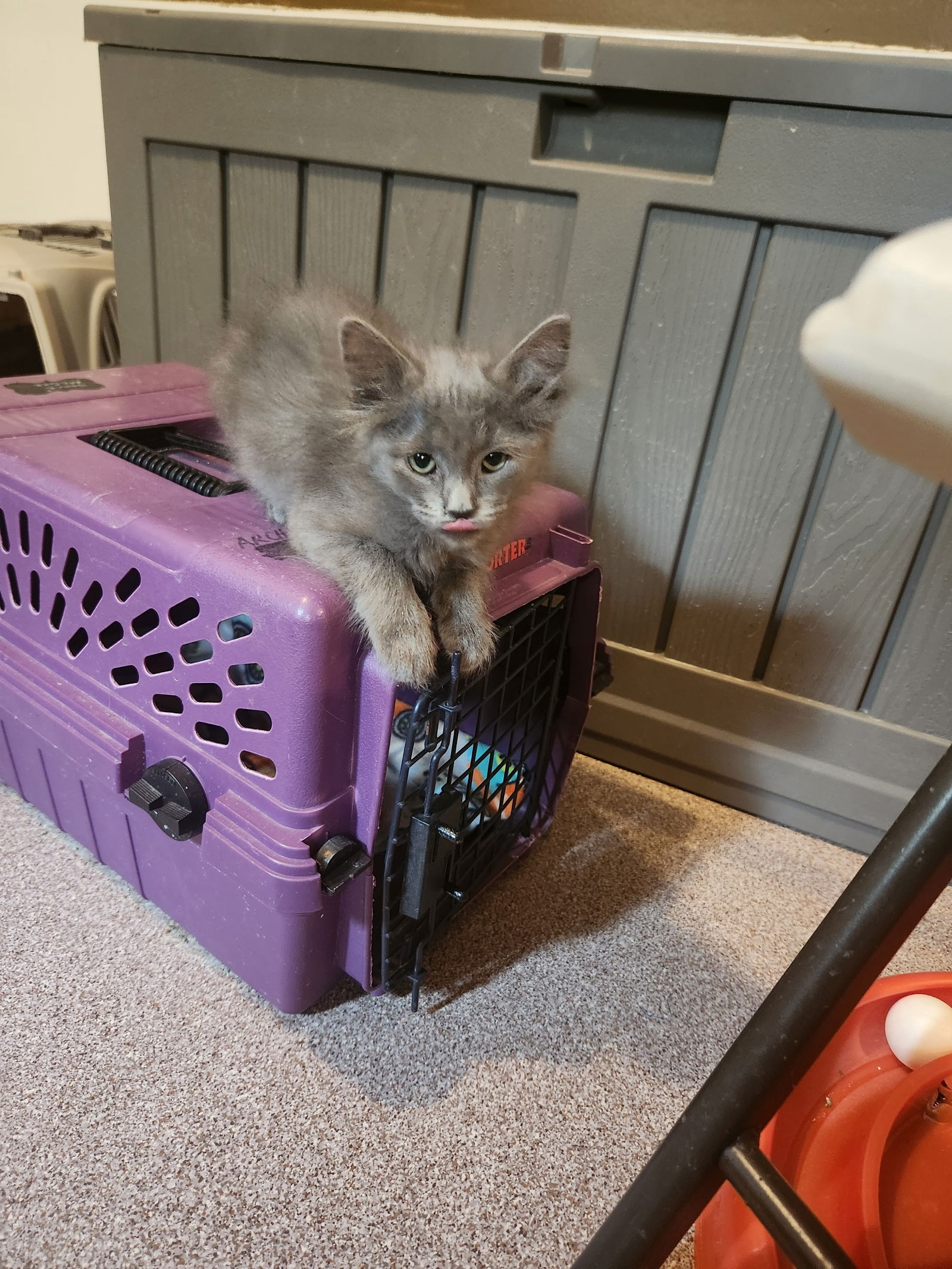 adoptable Cat in Greeley, CO named Puff