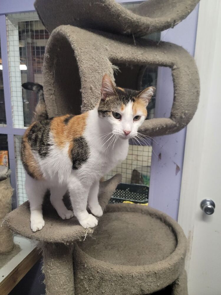 adoptable Cat in Pittstown, NJ named Margouse