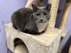 adoptable Cat in Pittstown, NJ named Chloe