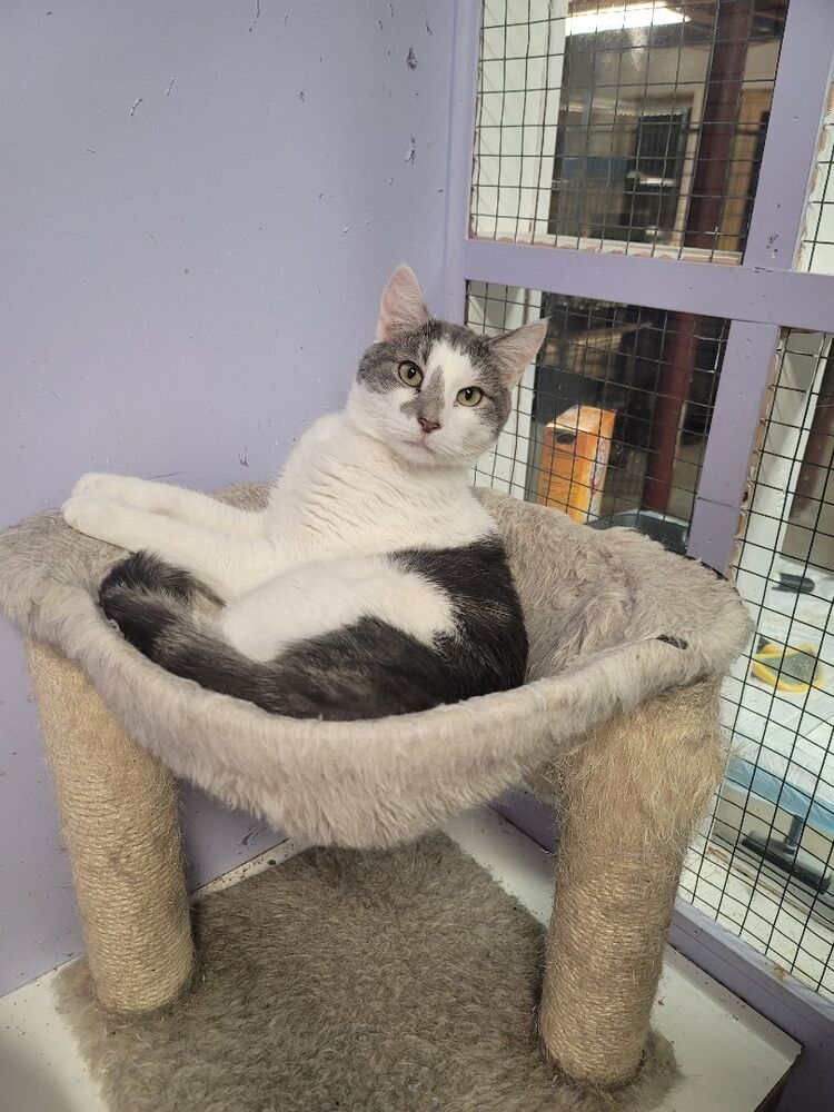 adoptable Cat in Pittstown, NJ named Dollop