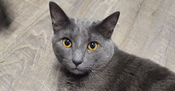 adoptable Cat in Pittstown, NJ named Chanel