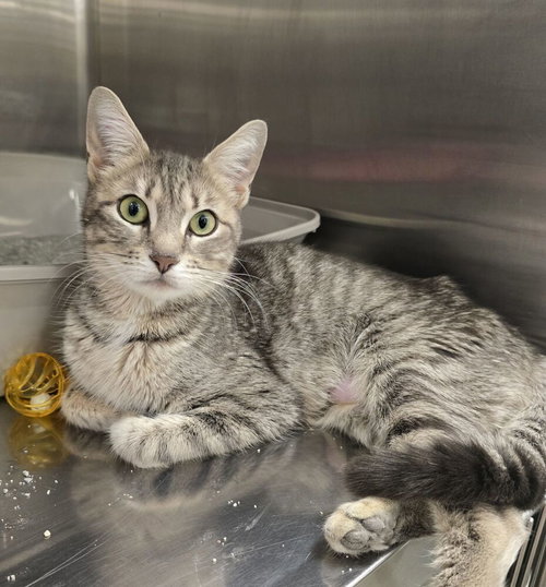 LILY - Domestic Short Hair available for adoption