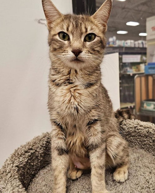 LILY - Domestic Short Hair available for adoption