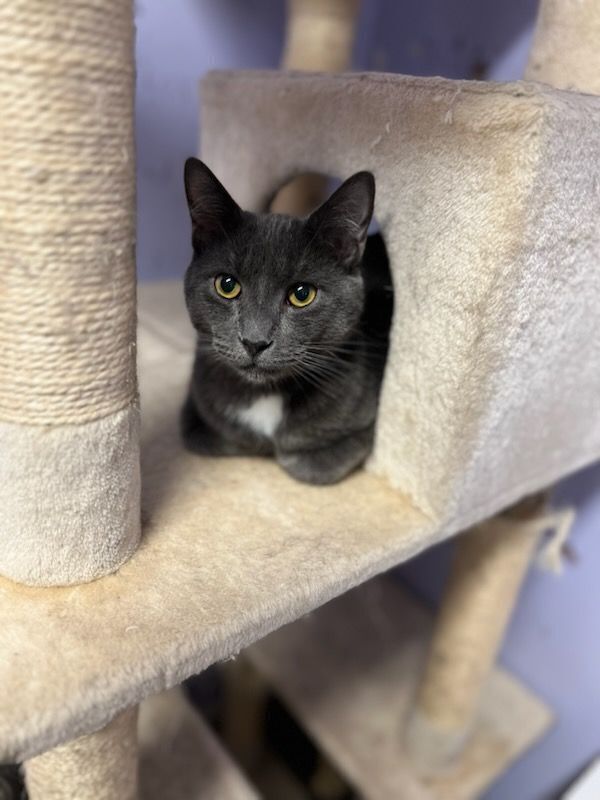 adoptable Cat in Pittstown, NJ named Louie
