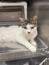 adoptable Cat in Pittstown, NJ named Autumn