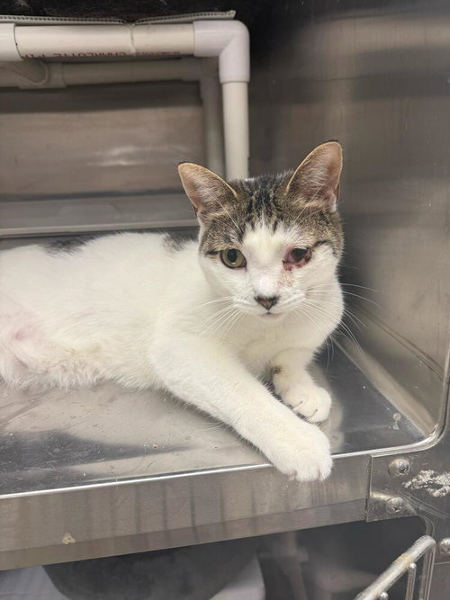 picture of the cat needing adoption