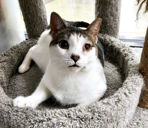 AUBURN - Domestic Short Hair available for adoption