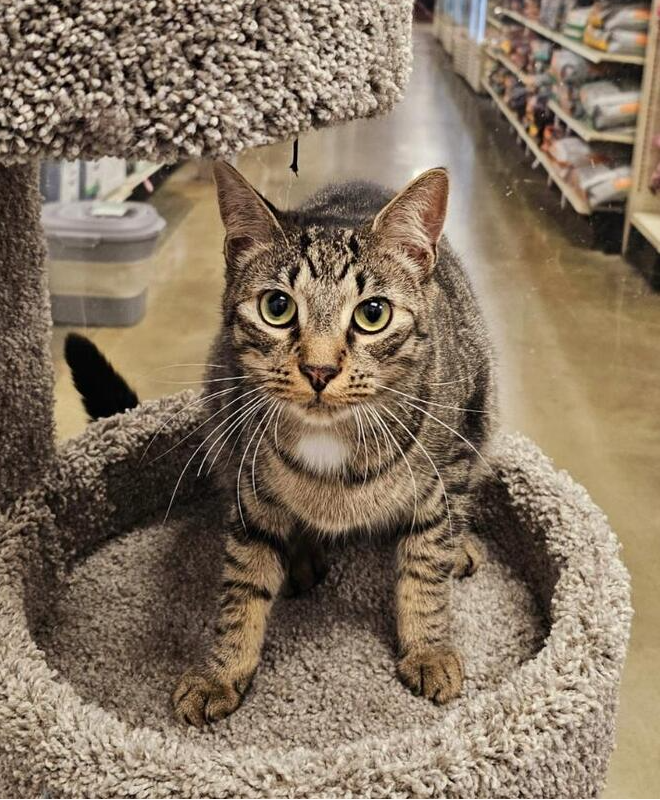 adoptable Cat in Pittstown, NJ named Haymitch