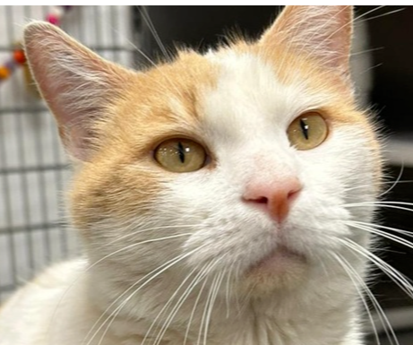 adoptable Cat in Pittstown, NJ named Marmalade