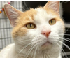 adoptable Cat in Pittstown, NJ named Marmalade
