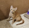 adoptable Cat in Pittstown, NJ named Charm