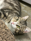 adoptable Cat in pittstown, NJ named Sid