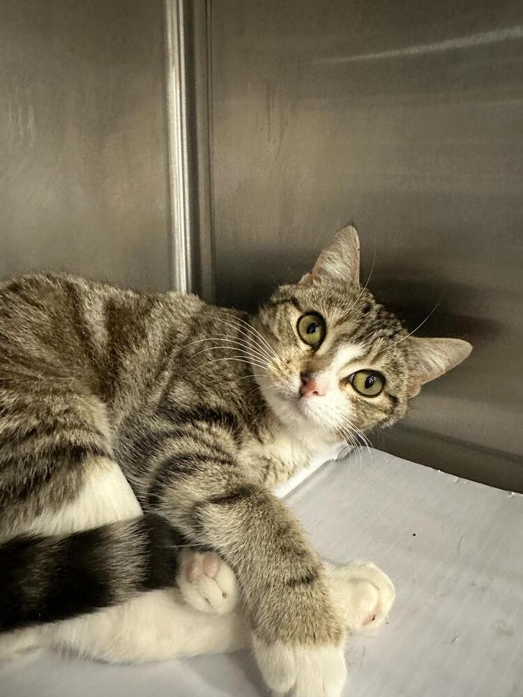 adoptable Cat in Pittstown, NJ named Nancy
