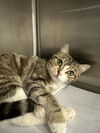 adoptable Cat in pittstown, NJ named Nancy