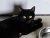 adoptable Cat in pittstown, NJ named Minnie