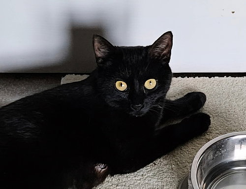 MINNIE - Domestic Short Hair available for adoption