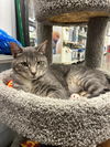 adoptable Cat in pittstown, NJ named Silver