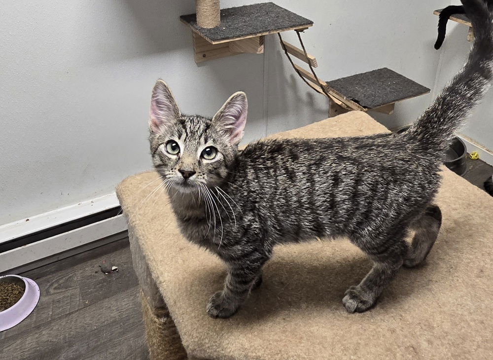 adoptable Cat in Pittstown, NJ named Naples