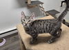adoptable Cat in pittstown, NJ named Naples