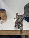 adoptable Cat in , NJ named Almafi