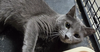 adoptable Cat in  named Spice