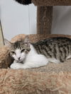 adoptable Cat in pittstown, NJ named Teddy