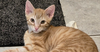 adoptable Cat in pittstown, NJ named Presley