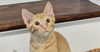 adoptable Cat in , NJ named Cash