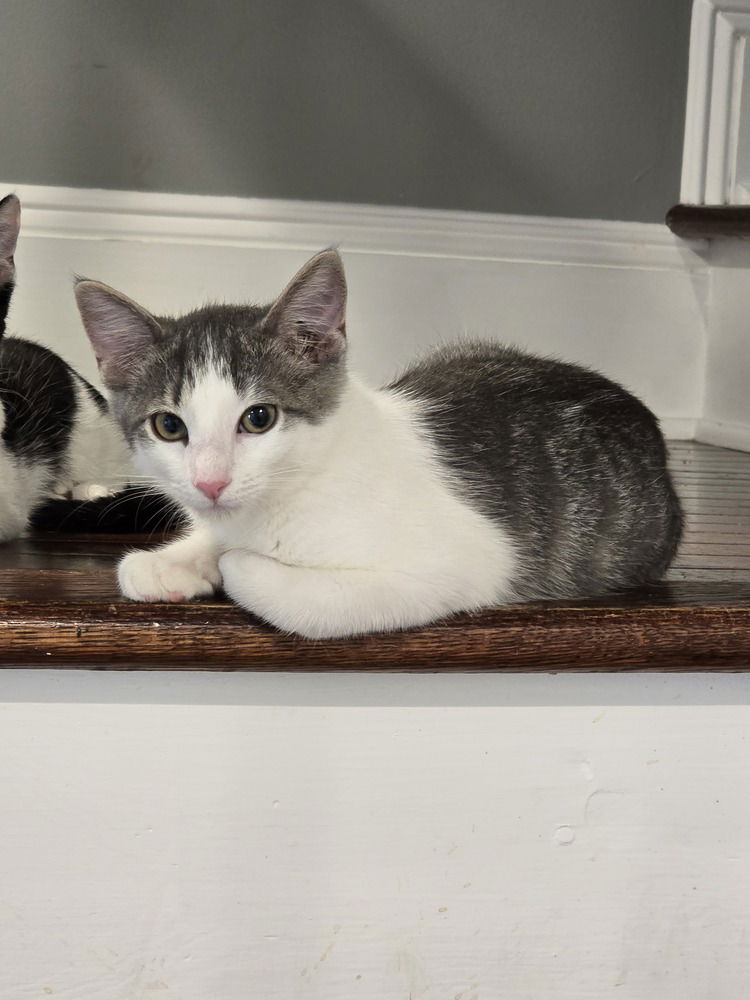adoptable Cat in Pittstown, NJ named Ballerini