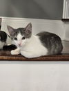 adoptable Cat in , NJ named Ballerini