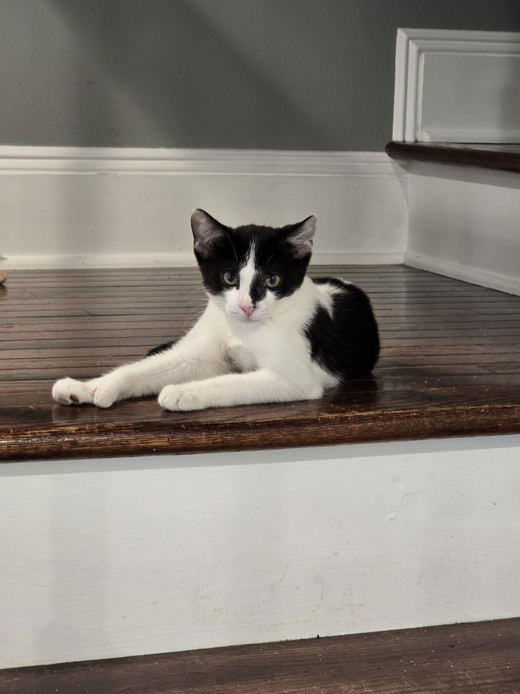 adoptable Cat in Pittstown, NJ named Rhett