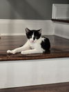 adoptable Cat in pittstown, NJ named Rhett